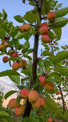 Malus prunifolia