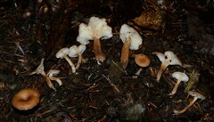Pseudoomphalina anticostica