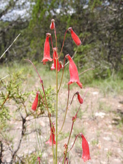 Penstemon lanceolatus