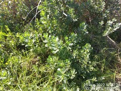 Osteospermum moniliferum