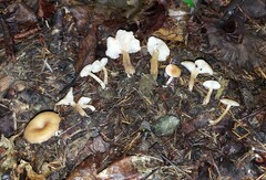 Pseudoomphalina anticostica