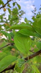 Malus prunifolia