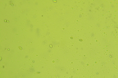 Pseudoomphalina anticostica
