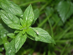 Epilobium roseum