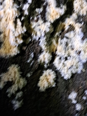 Radulomyces copelandii