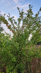 Malus prunifolia