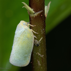 Flatidae
