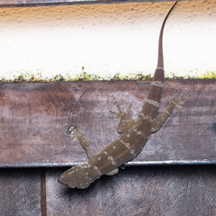 Hemidactylus prashadi