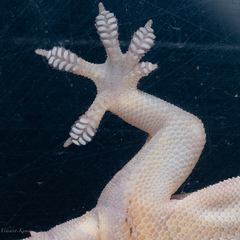 Neoscona theisi