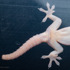 Hemidactylus frenatus