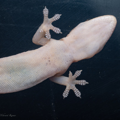 Hemidactylus frenatus