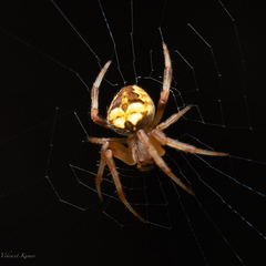 Neoscona theisi