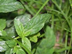 Epilobium roseum