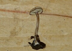 Pseudoomphalina compressipes