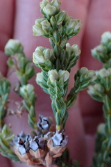 Erica modesta