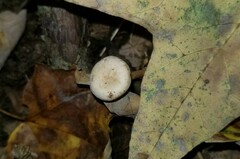 Pseudoomphalina compressipes