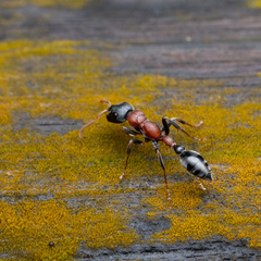Tetraponera rufonigra