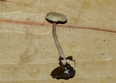 Pseudoomphalina compressipes