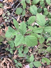 Rubus