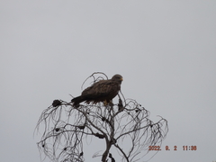 Milvus migrans parasitus