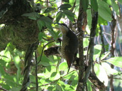 Ptiloris paradiseus