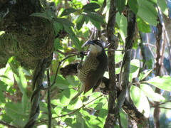 Ptiloris paradiseus