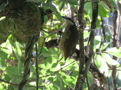 Ptiloris paradiseus