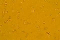 Pseudoomphalina compressipes