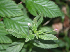 Epilobium roseum