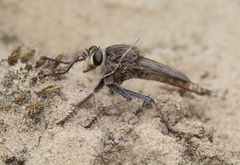 Proctacanthus milbertii