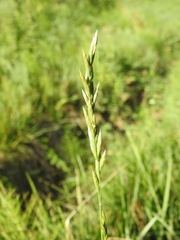 Lolium arundinaceum