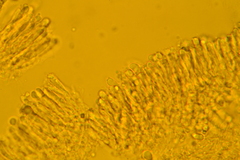 Pseudoomphalina compressipes