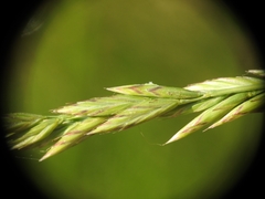 Lolium arundinaceum