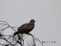 Milvus migrans parasitus