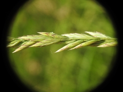 Lolium arundinaceum