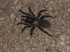 Antrodiaetus pacificus