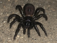 Antrodiaetus pacificus