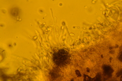 Pseudoomphalina compressipes