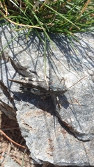 Oedipoda