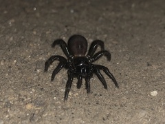 Antrodiaetus pacificus