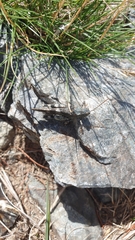Oedipoda
