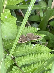 Ypthima baldus