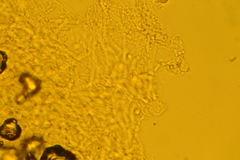 Pseudoomphalina compressipes