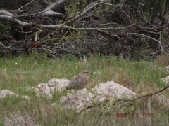Burhinus capensis capensis