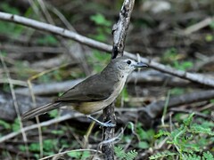 Colluricincla megarhyncha