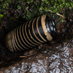 Arthrosphaera