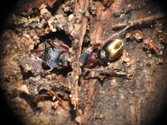 Myrmecia chrysogaster