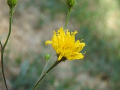 Hieracium umbellatum