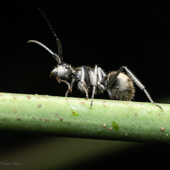 Myrma
