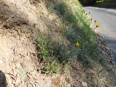 Hieracium umbellatum